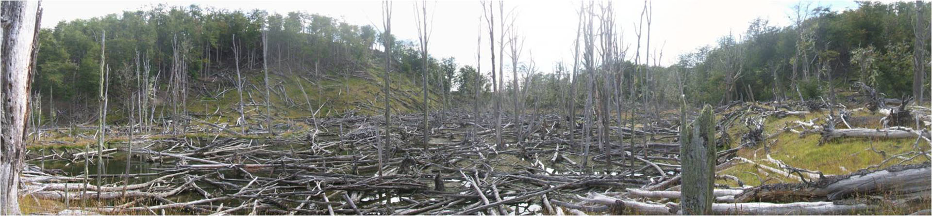 “La idea consistió en aprender a hacer una remoción experimental de animales en siete áreas diferentes, combinando por un lado tierras fiscales [de la nación] y propiedades privadas; y por el otro, ambientes diversos: bosque fueguino, estepa magallánica y la zona de transición entre ambos”, explica el experto (Christopher Anderson)