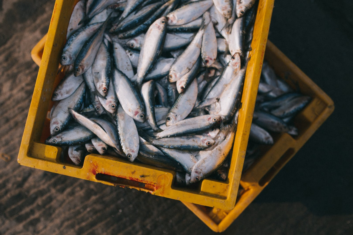 Las mejores recetas con pescado para cocinar en Semana Santa - Infobae