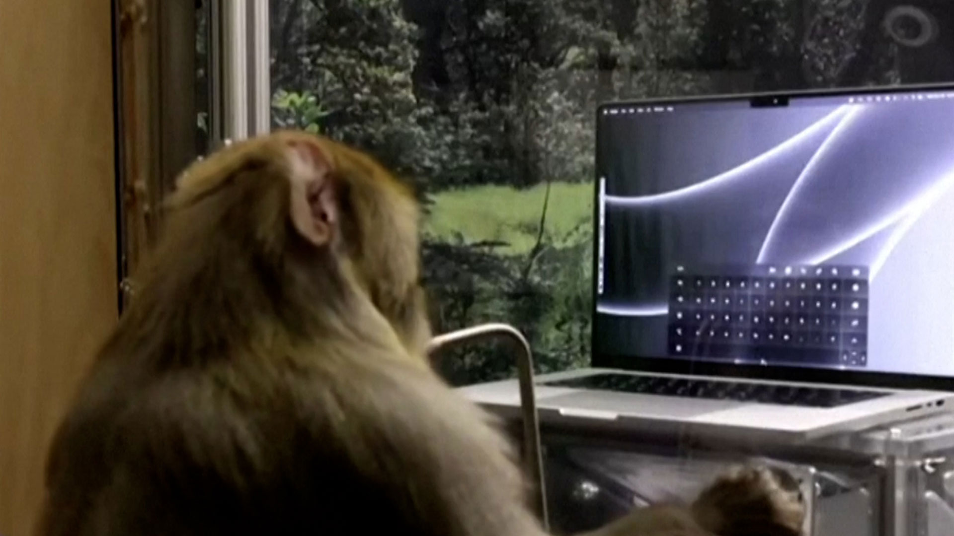 Elon Musk prometió que pondrá implantes en el cerebro humano en seis meses: cómo fue la demostración con un mono
