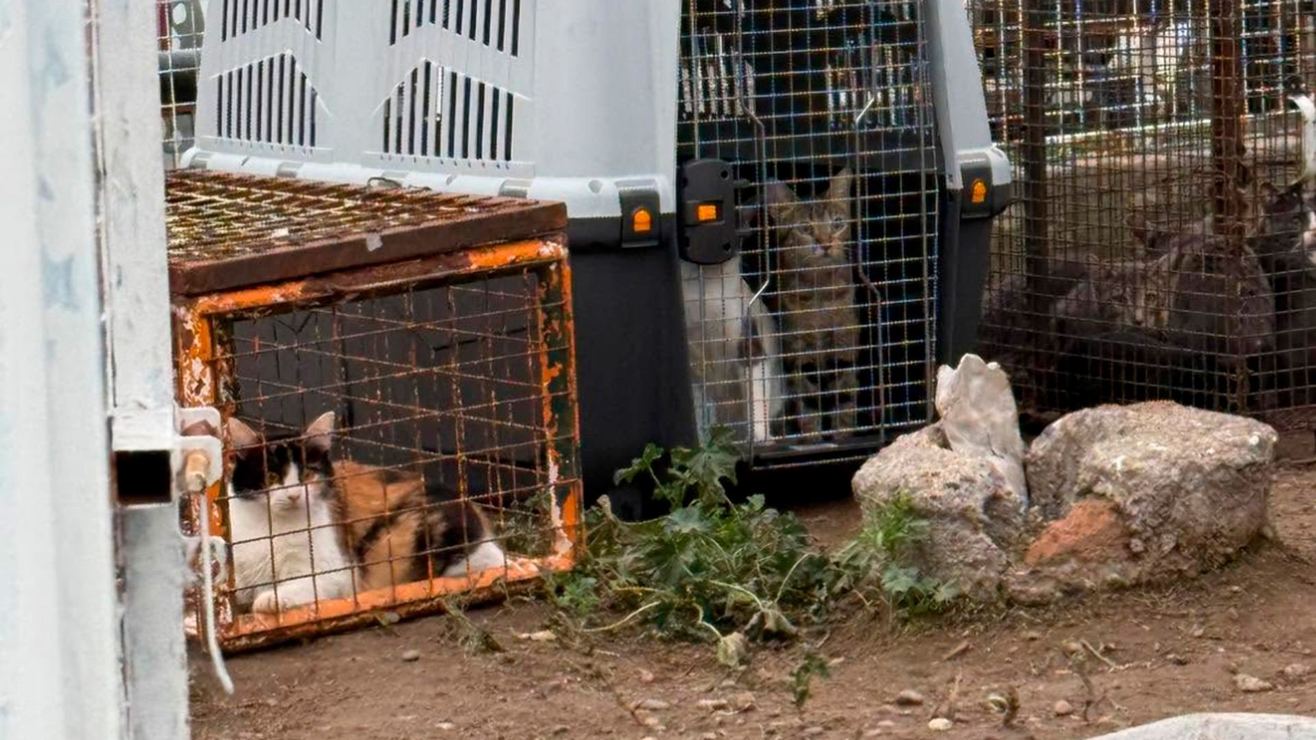 Chubut: la Justicia reconoci&oacute; como sujetos de derecho a 23 gatos rescatados y orden&oacute; que no vuelvan con su due&ntilde;o