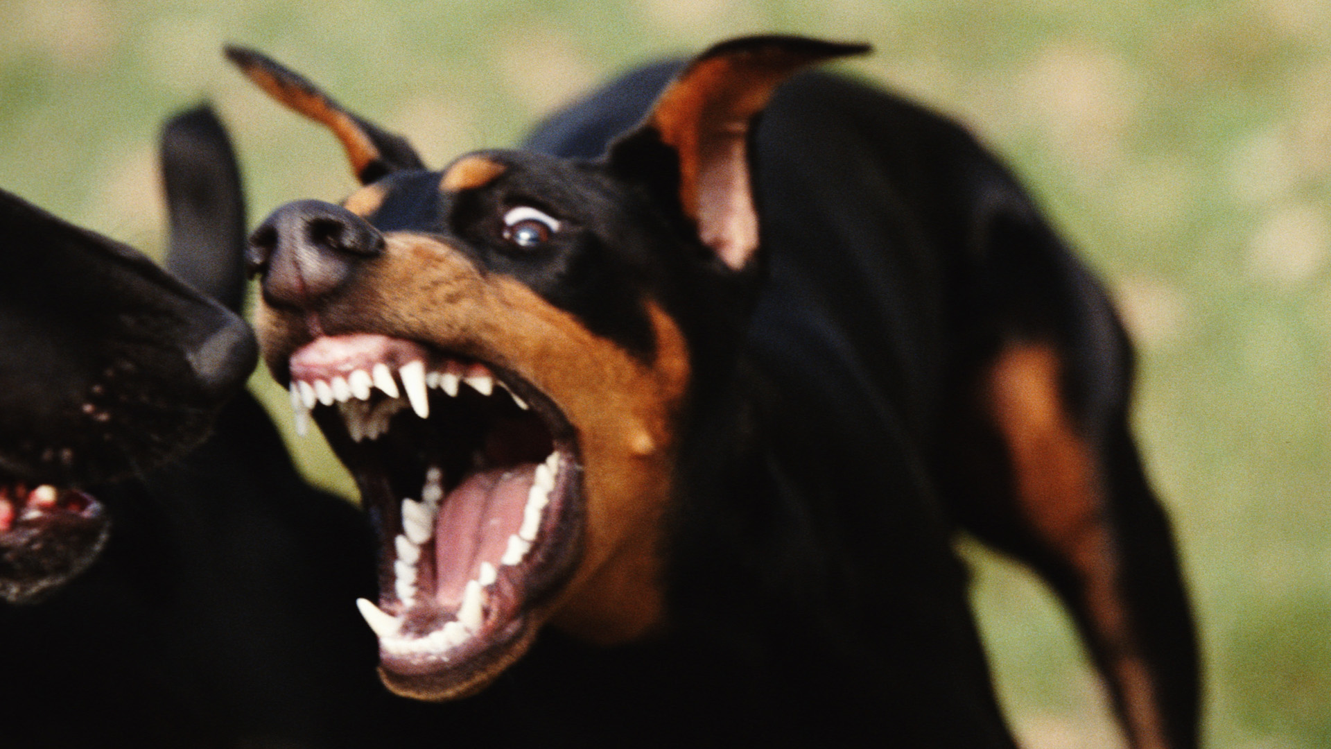 El padecimiento de fobias puede hacer ladrar compulsivamente  (Getty Images)