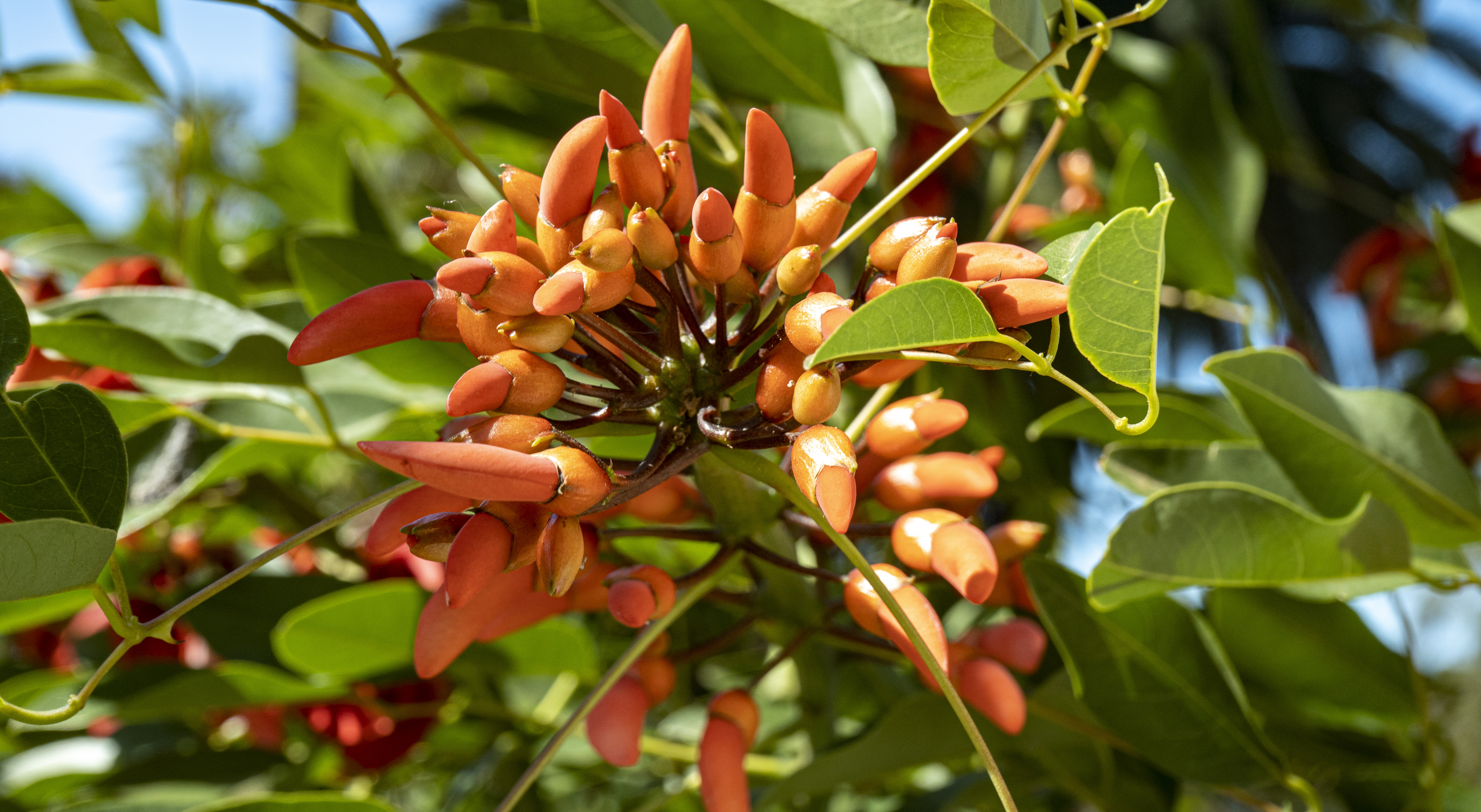 Por qué se eligió al ceibo como flor nacional: la leyenda del origen y sus  propiedades medicinales - Infobae
