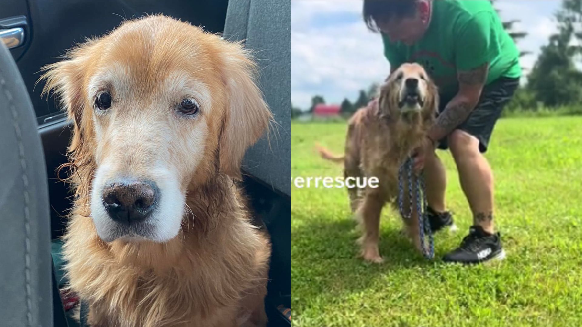 El sur de Los Ángeles inaugura el primer parque para perros de la ciudad –  Telemundo 52