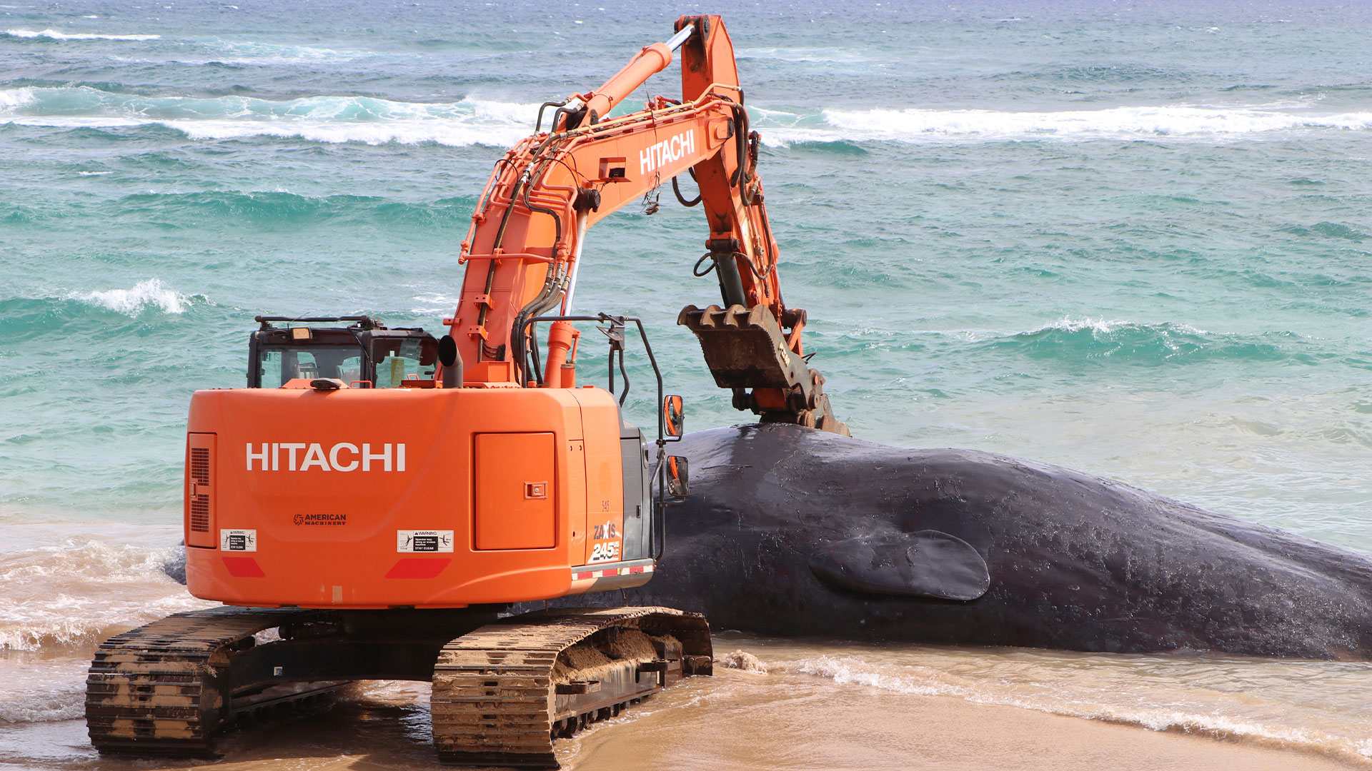 Una ballena murió en Hawai por ingerir grandes cantidades de plástico y redes (AP)