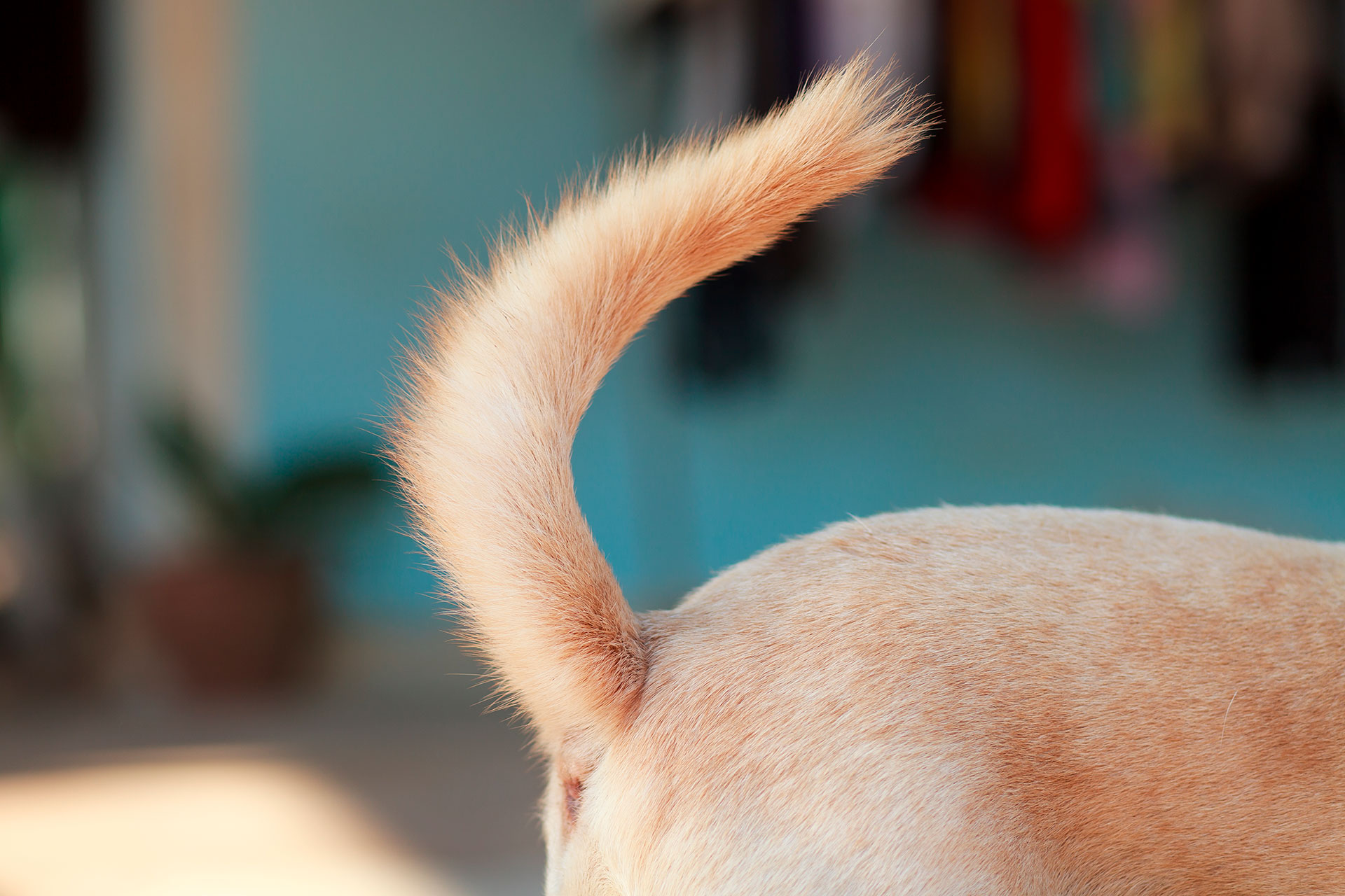 Qué nos dice y cuál es la función de la cola de los perros