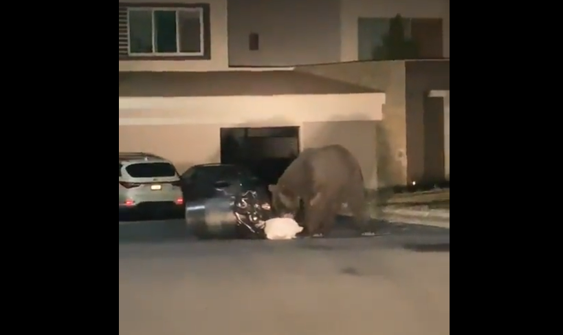 Captaron a un oso negro que buscaba comida en Monterrey