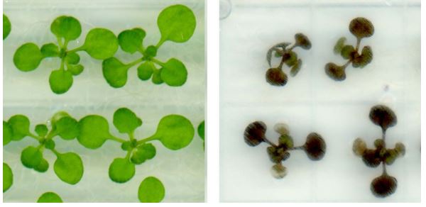 Los experimentos se llevaron a cabo con la especie vegetal Arabidopsis, que estuvo expuesta a una luz intensa, cuestión que implicó para estas plantas una situación de extrema presión (cortesía: Universidad de California)