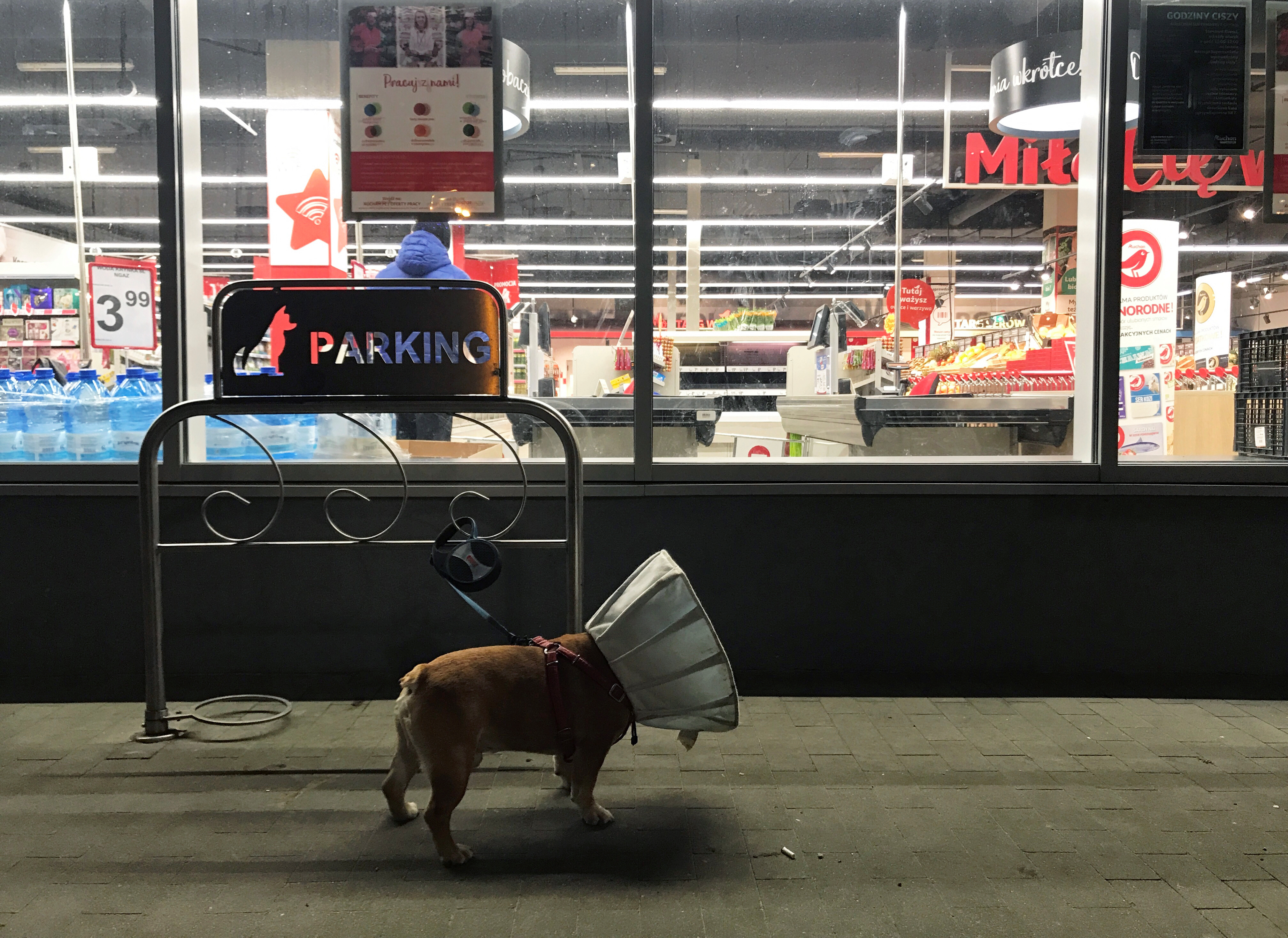 犬や他の動物が傷を舐める理由は何ですか Infobae