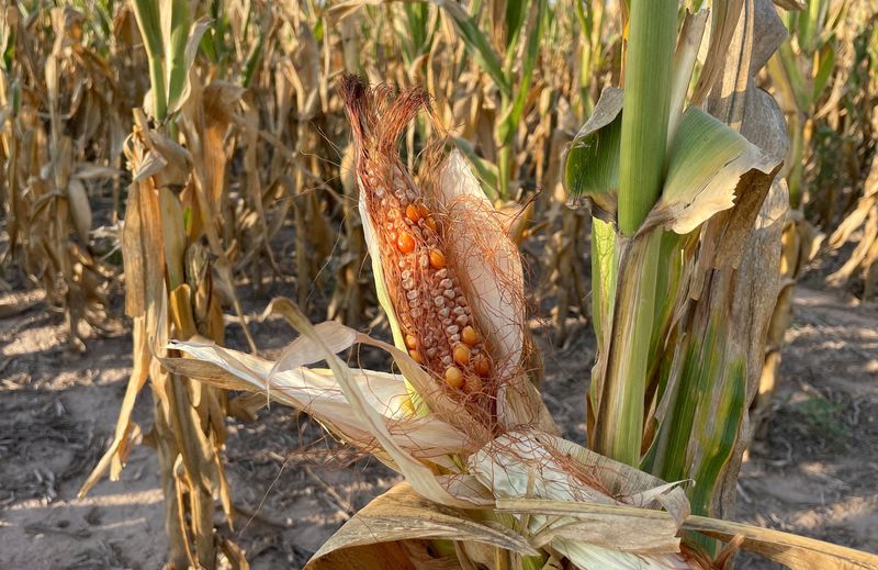 Cultivos de maíz afectados por la sequía. (REUTERS/Miguel Lo Bianco/File Photo)
