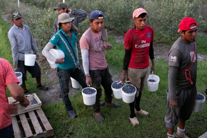 Los trabajadores migrantes mexicanos llevan contenedores llenos de arándanos durante una cosecha en una granja en Lake Wales, Florida, EEUU, 31 de marzo de 2020. Fotografía tomada el 31 de marzo de 2020. REUTERS / Marco Bello/ Foto de archivo