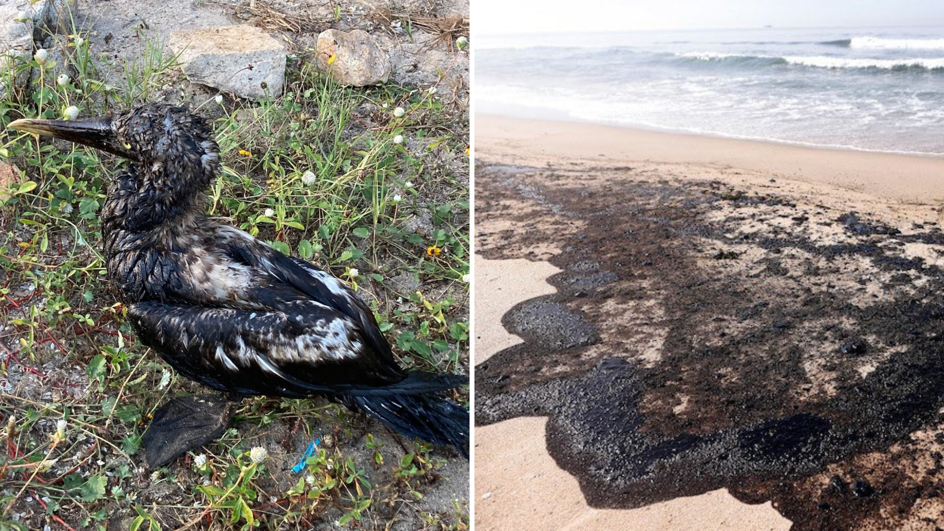 Pescadores, surfistas y equipos de conservación han denunciado la presencia de contaminantes en diversas playas de la zona (Foto: Serge Dedina/@sergededina)