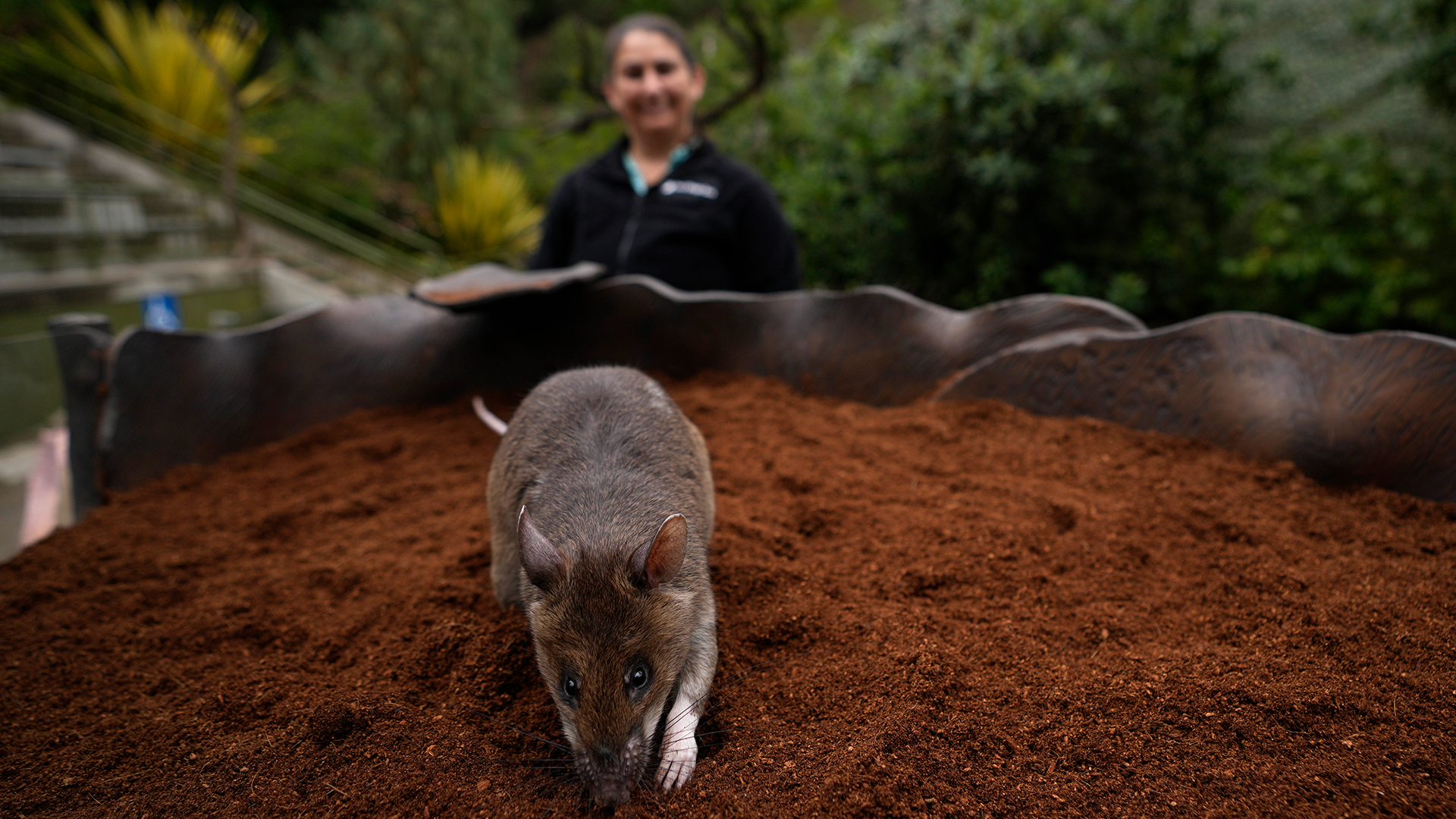 Las ratas gigantes africanas han olfateado más de 150.000 minas terrestres  (AP Foto/Gregory Bull)