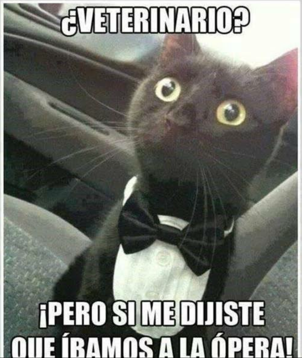 Los Mejores Memes Del Día Del Veterinario Infobae