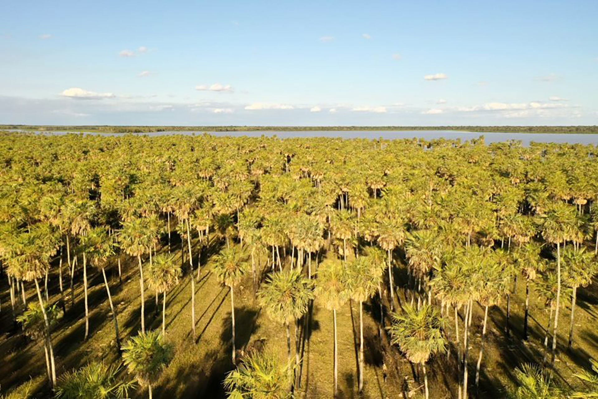 Parque Nacional Laguna El Palmar: las 3 mil hectáreas de humedales que pueden mitigar el cambio climático  