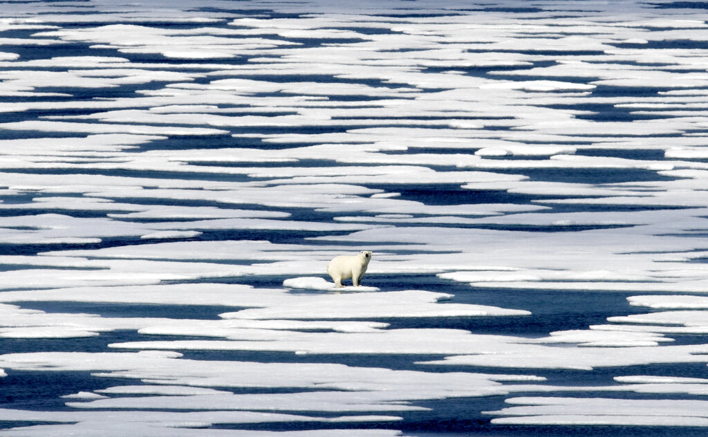 Para fines de este siglo, el hielo marino del Ártico puede desaparecer durante el verano, lo que podría llevar a los osos polares y otras especies dependientes del hielo a la extinción (AP)