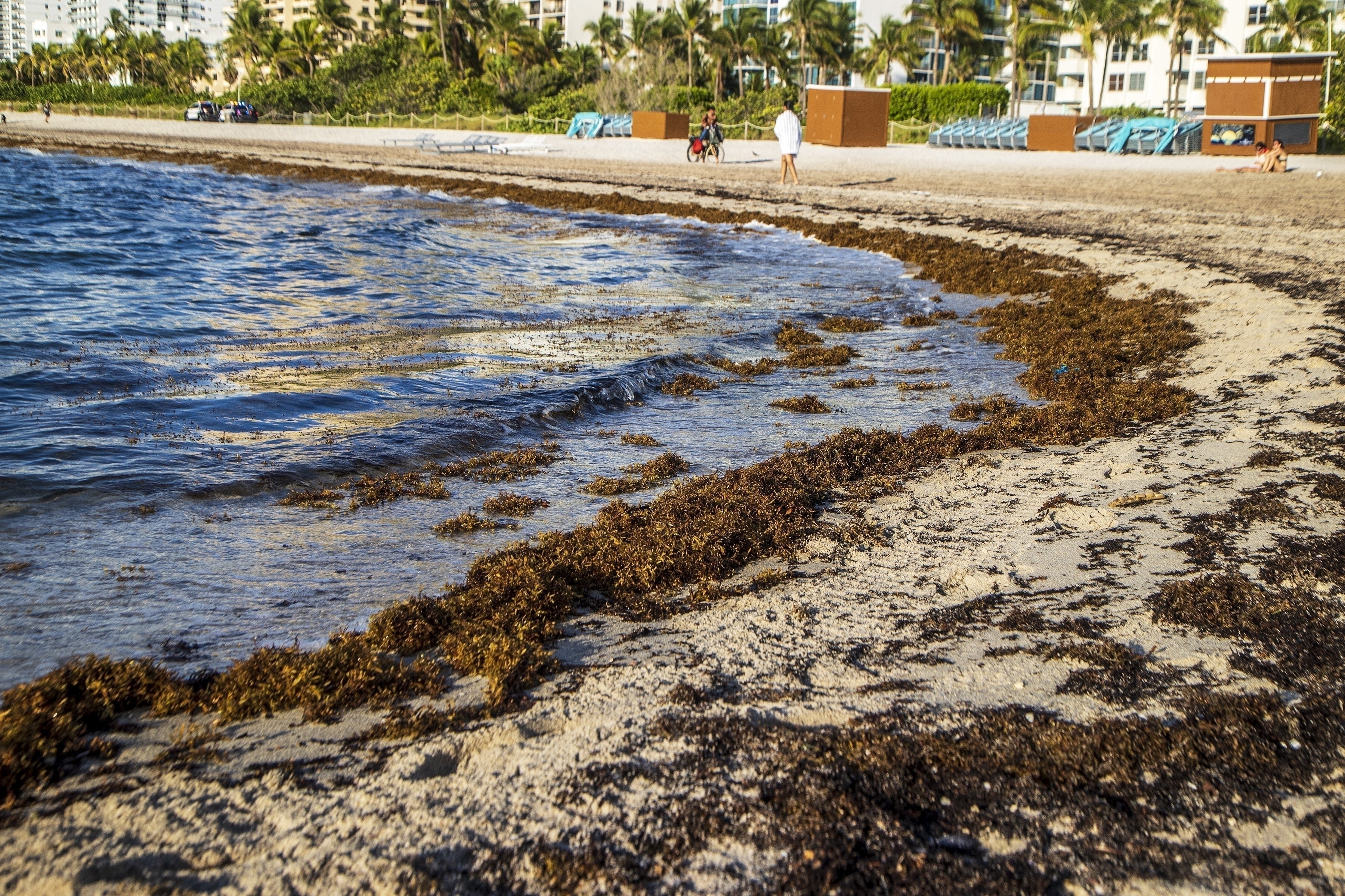 Archivo - Una capa de sargazo subre parte de la playa de Miami Beach, Florida, el 25 de agosto de 2022. El fenómeno se repite año a año (Pedro Portal/Miami Herald vía AP)