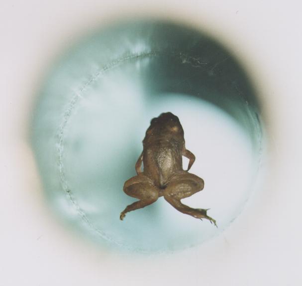 Desde una rana que levita hasta orgasmos para la congestión nasal: cuáles son los resultados más excéntricos de la ciencia