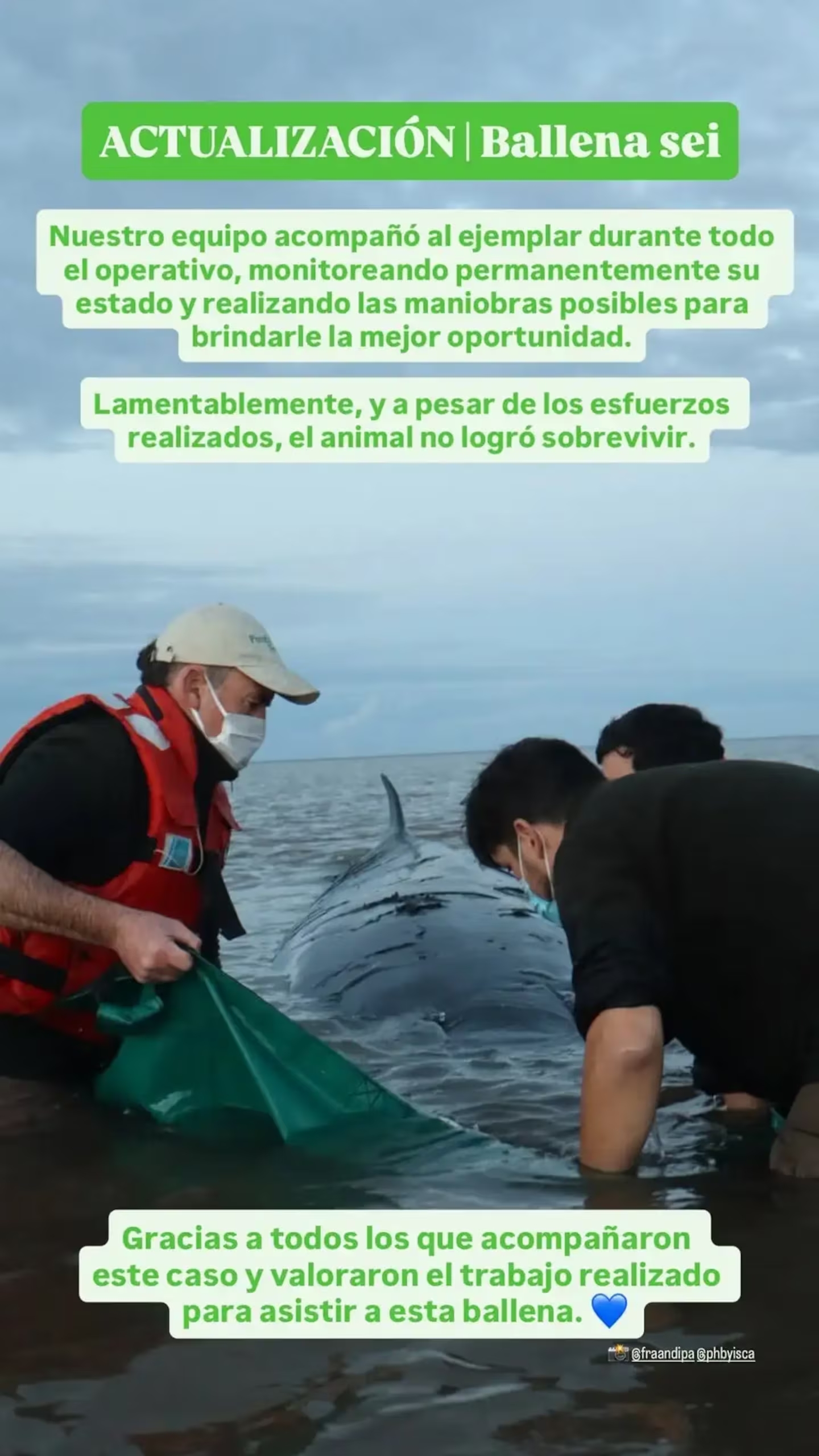 Murió la ballena que estaba encallada en el Río de la Plata
