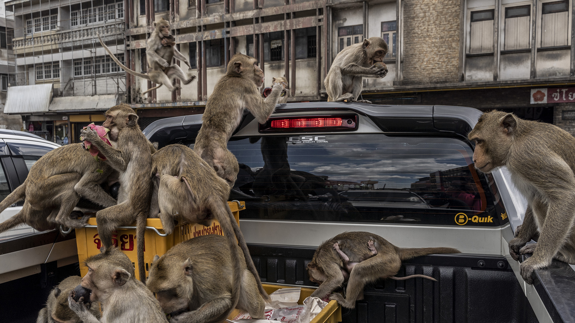 Los monos se lanzan en busca de fruta en la cajuela de una camioneta 