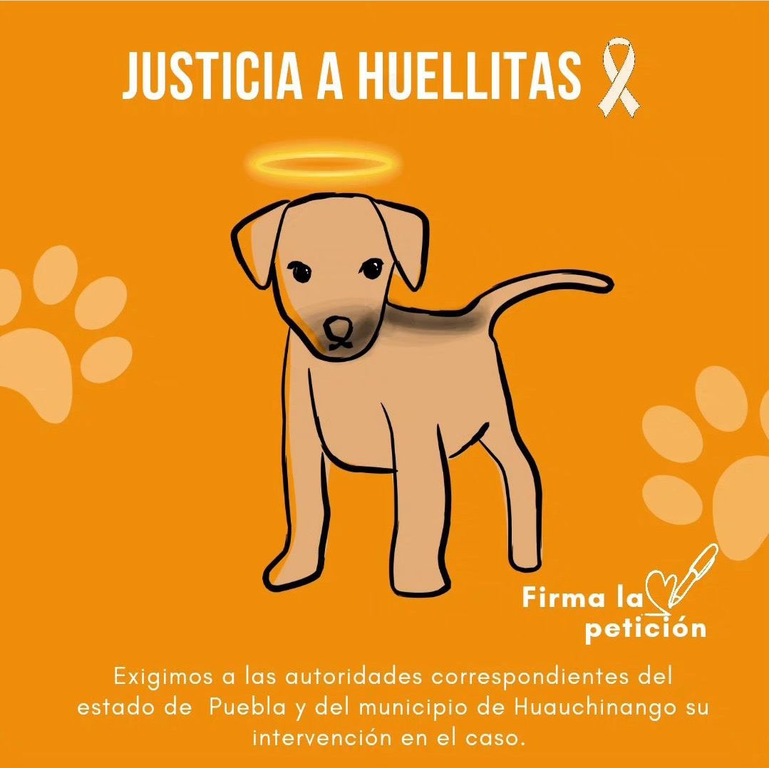 Justicia para Huellitas: todo lo que se sabe del caso del perrito asesinado  en Puebla - Infobae