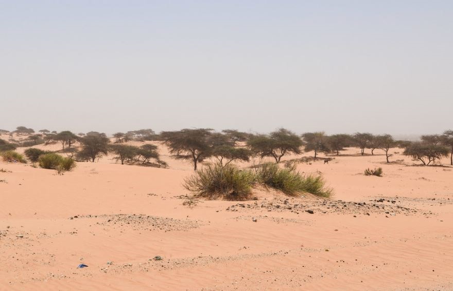 Unos 1.800 millones de árboles pueblan el Sáhara Occidental y el Sahel según una investigación con datos satelitales
