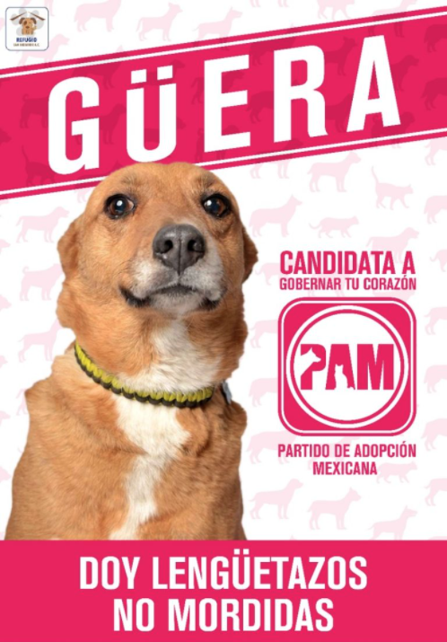 imán honor Confuso Candidatos perrones”, refugio de animales sin hogar creó creativa campaña  en época electoral - Infobae