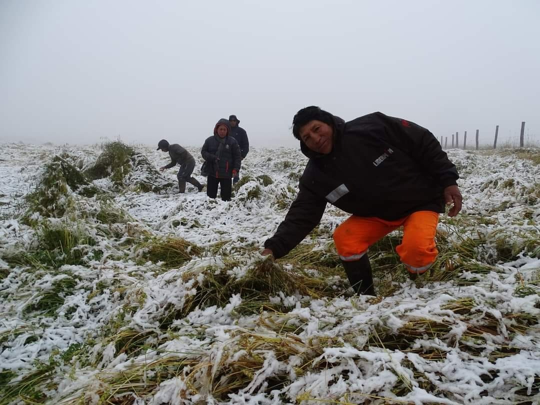 Nieve afectó cultivos de maíz, cebada, quinua y haba en Anta.