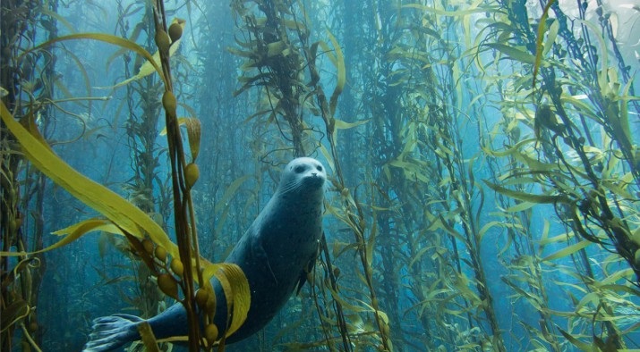 Bosques de algas marinas Kelp 