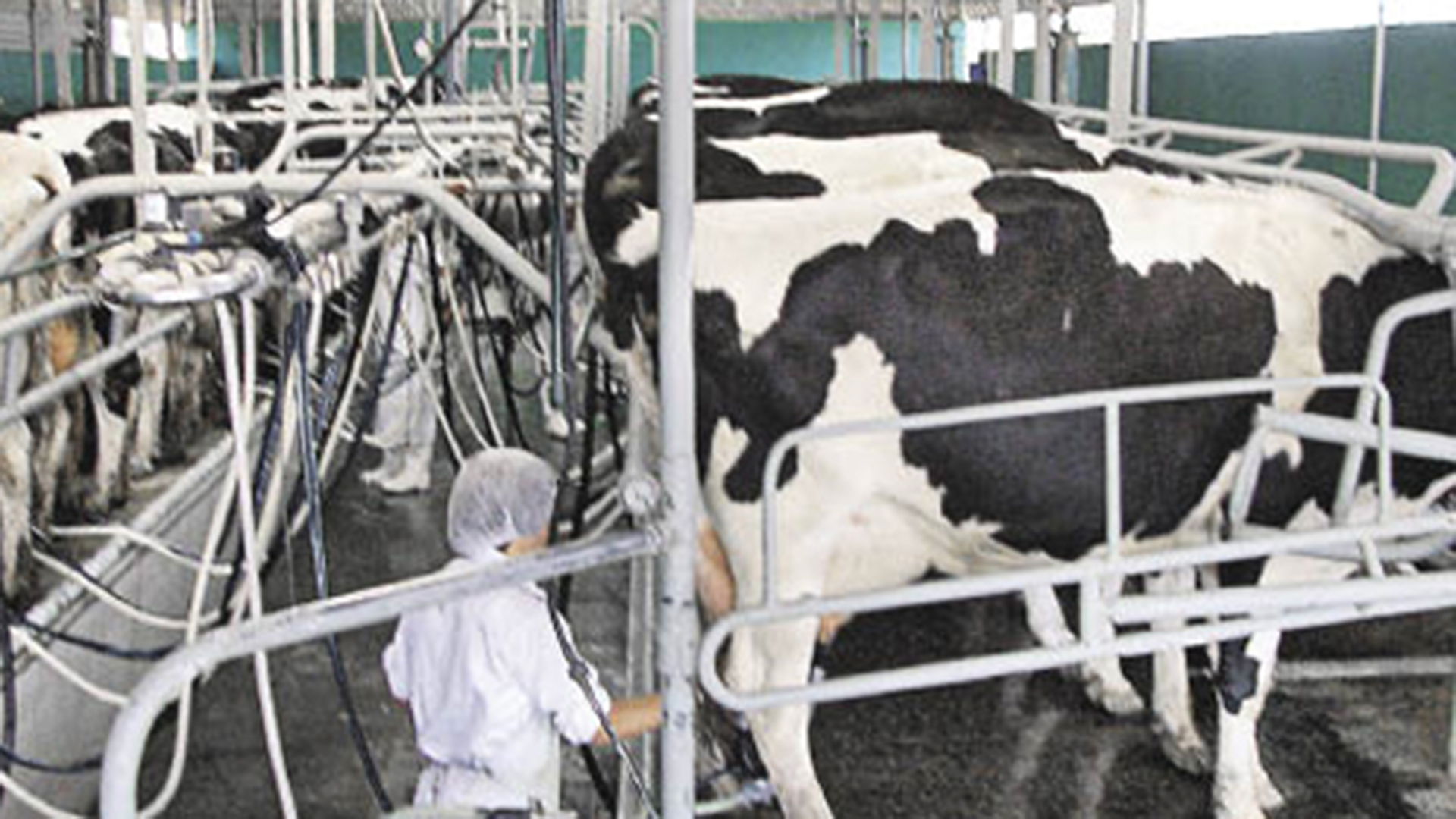 AgroActiva virtual incursiona directamente en la capacitación en lechería, de la mano de los especialistas de la Asociación Pro Calidad de Leche. 