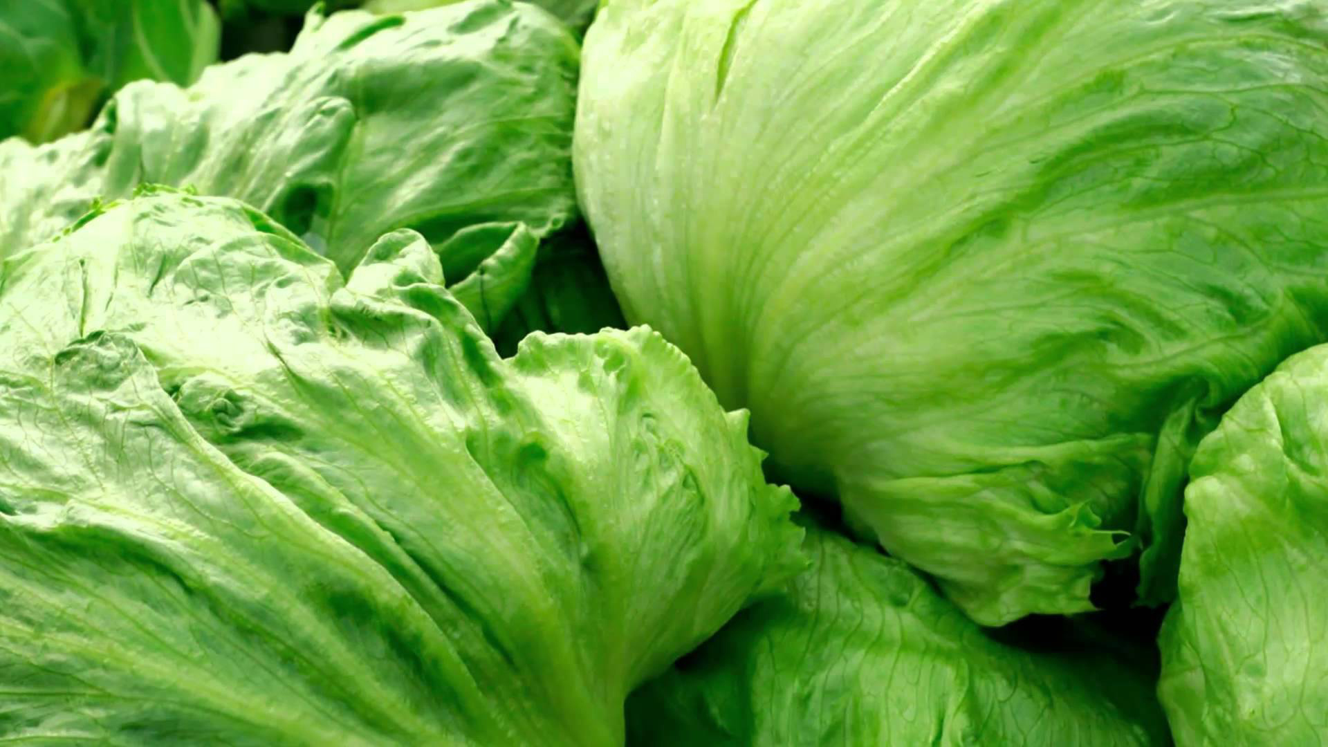En las últimas semanas se registró una importante suba del precio de la lechuga.