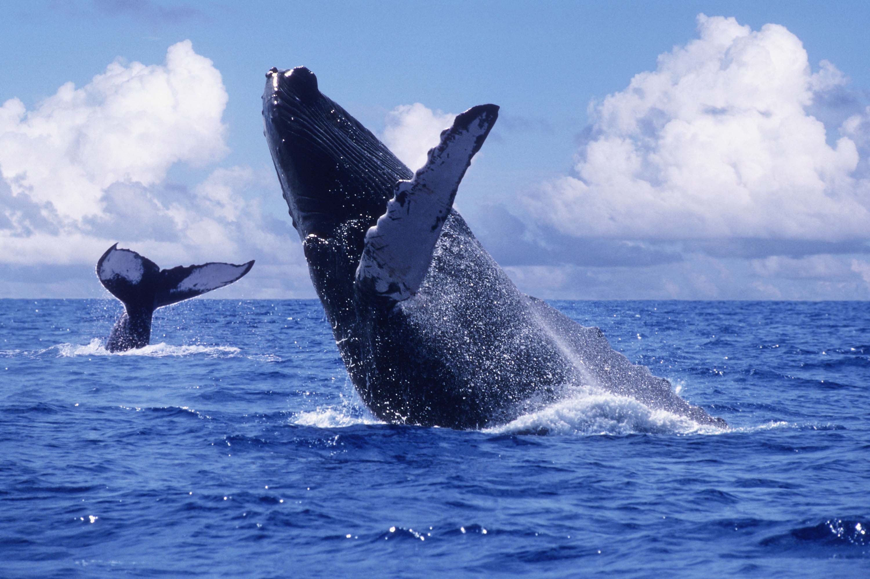 Llegó la época de ballenas jorobadas en Colombia: las playas del Pacífico serán el escenario