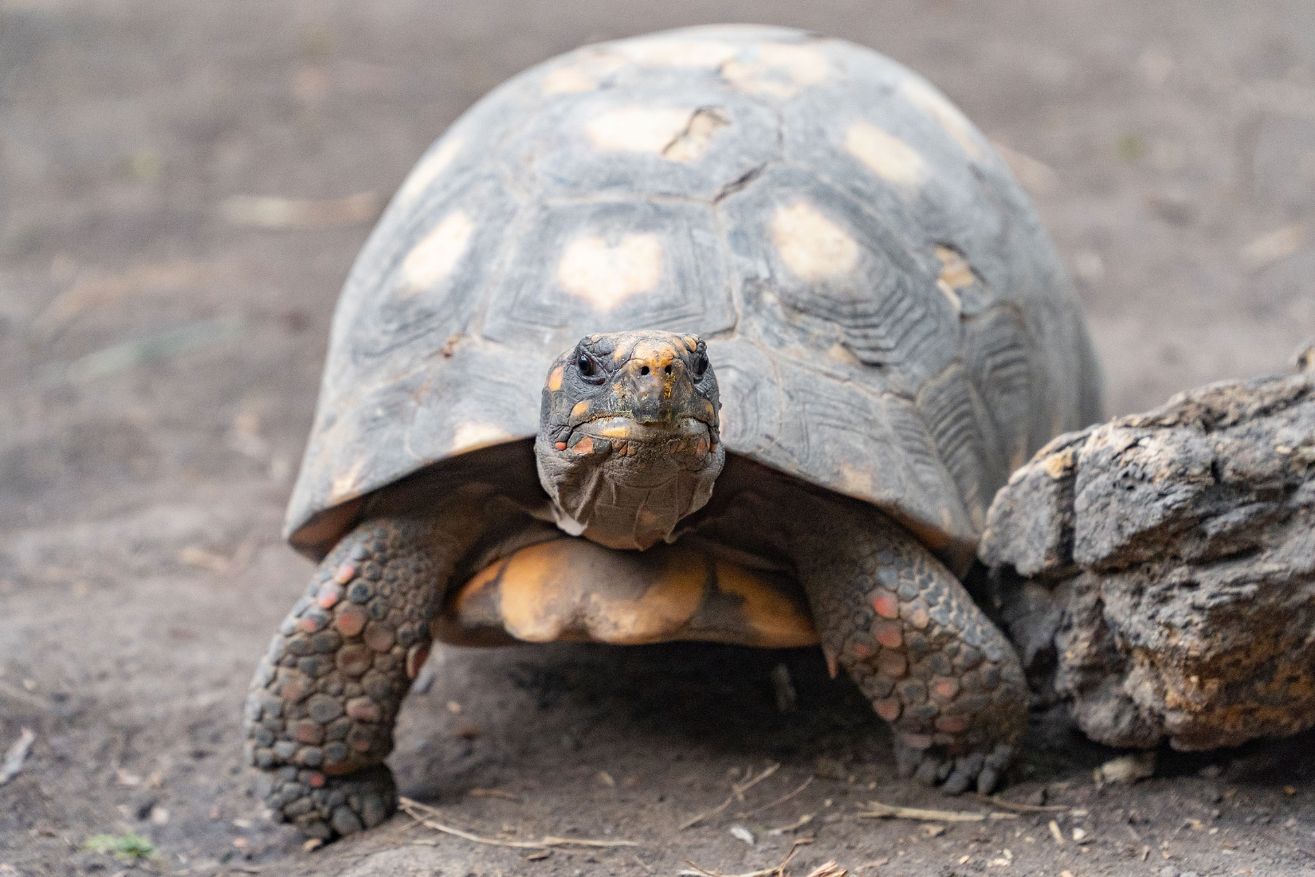 Regresaron 40 tortugas yabot al Impenetrable Chaque o para