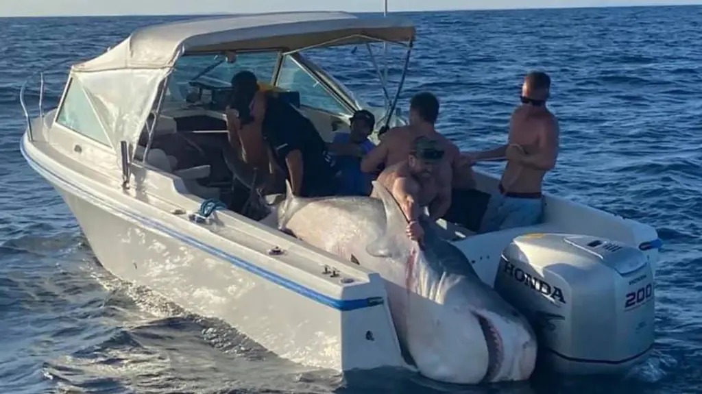 Un hombre australiano desapareció al ser arrastrado por un tiburón en medio de una competencia de pesca deportiva  