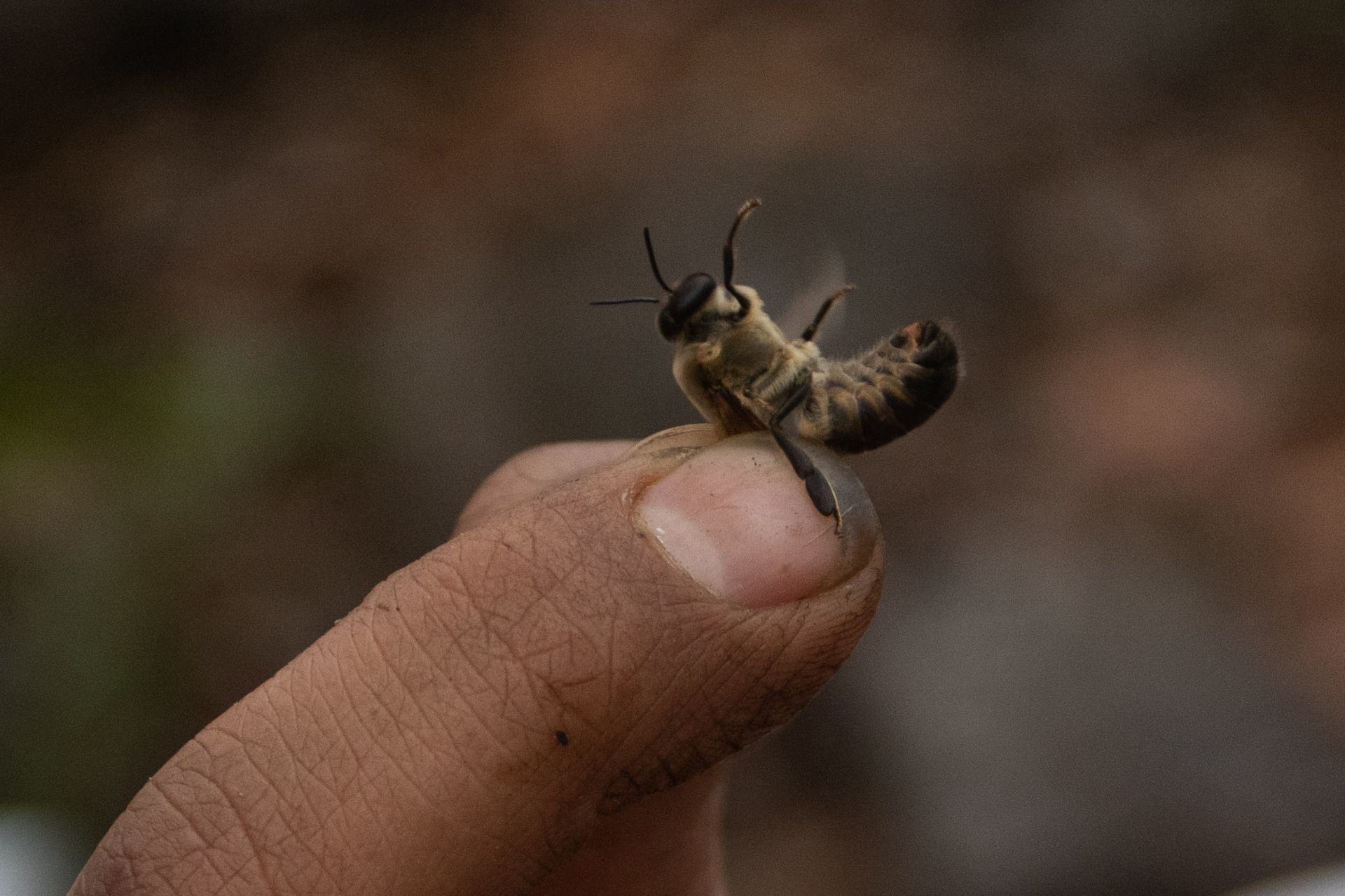 Las abejas son uno de los grupos más importantes de polinizadores. (Foto: Cuartoscuro).