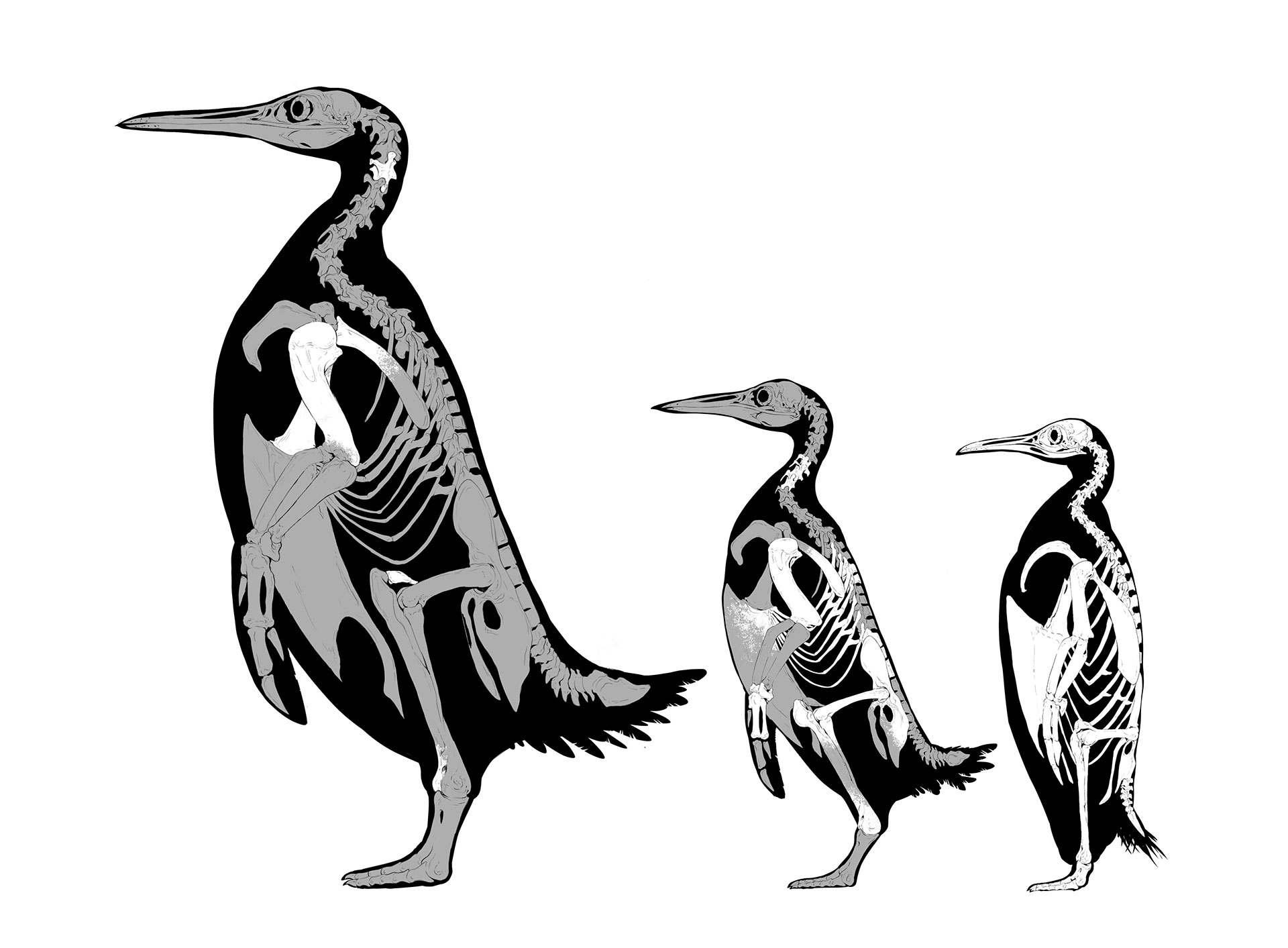 Kumimanu fordycei tiene tres veces el tamaño de los pingüinos que existen hoy en día (Simone Giovanardi)