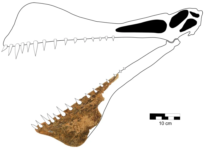 Reconstrucción del cráneo de T. shawi . (Tim Richards)
