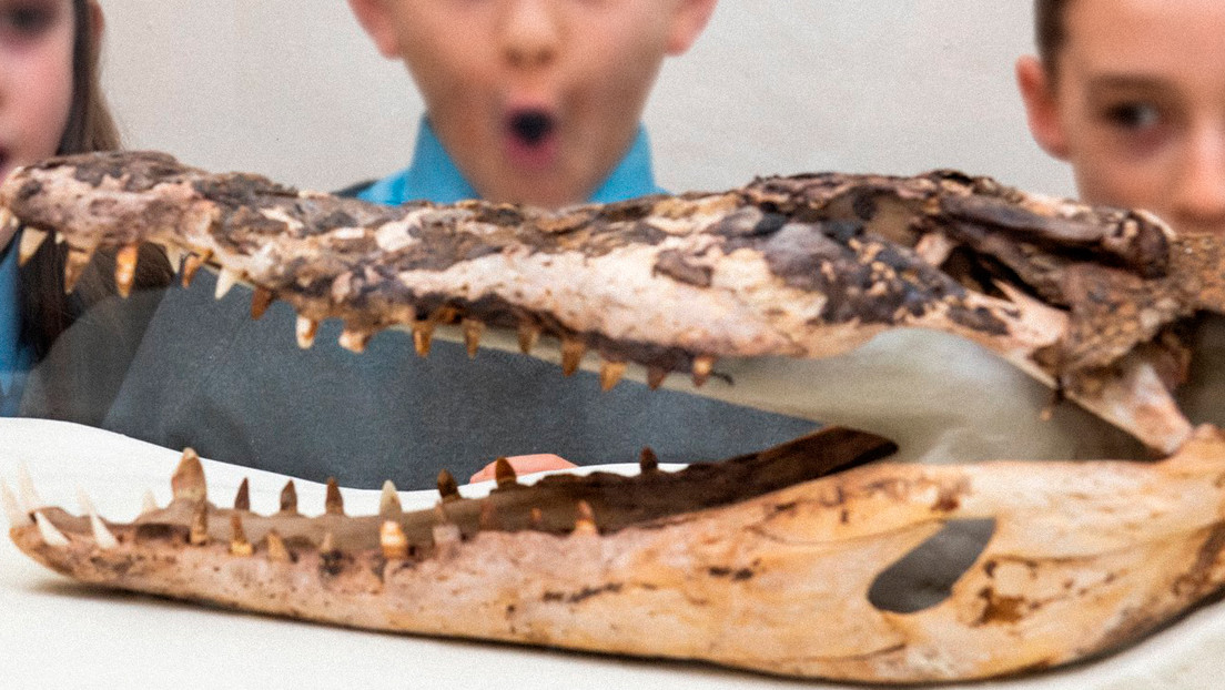 Los estudiantes de la escuela primaria en la exhibición de los restos del cocodrilo. Fotos: Twitter / PureConserve