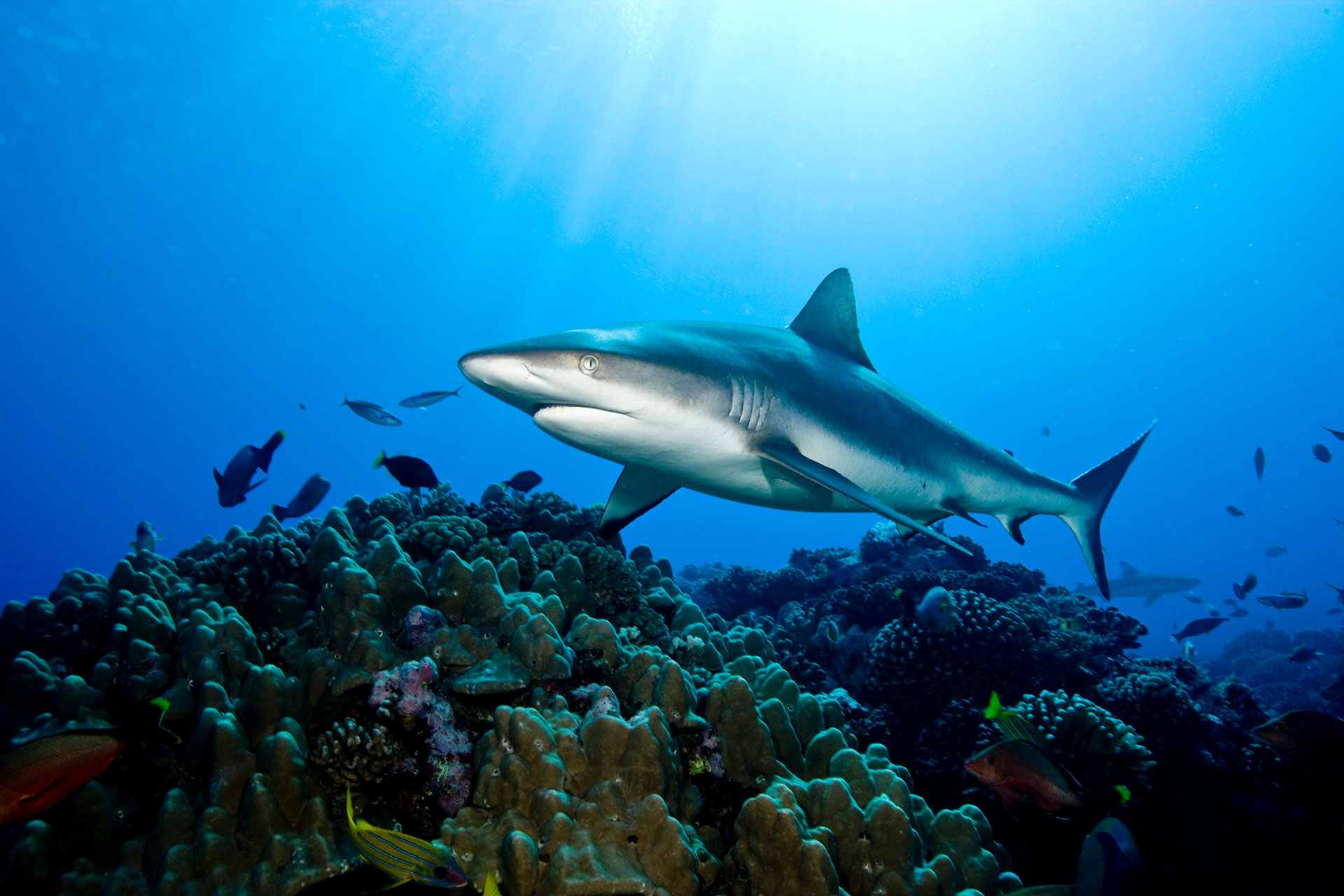 La sobrepesca altera los ecosistemas marinos, que almacenan dióxido de carbono y son esenciales contra el cambio climático (Getty)