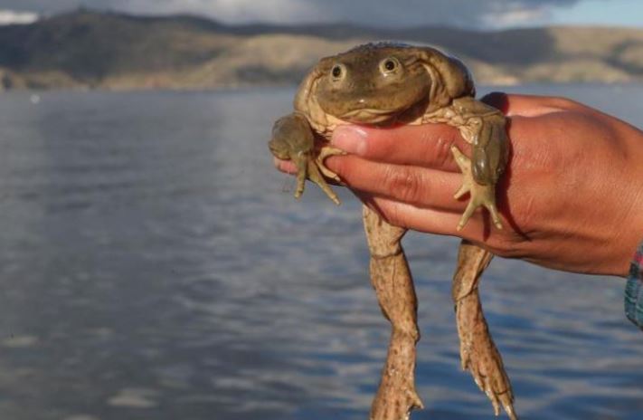 Rana gigante del lago Titicaca. (Foto: Captura Efe)