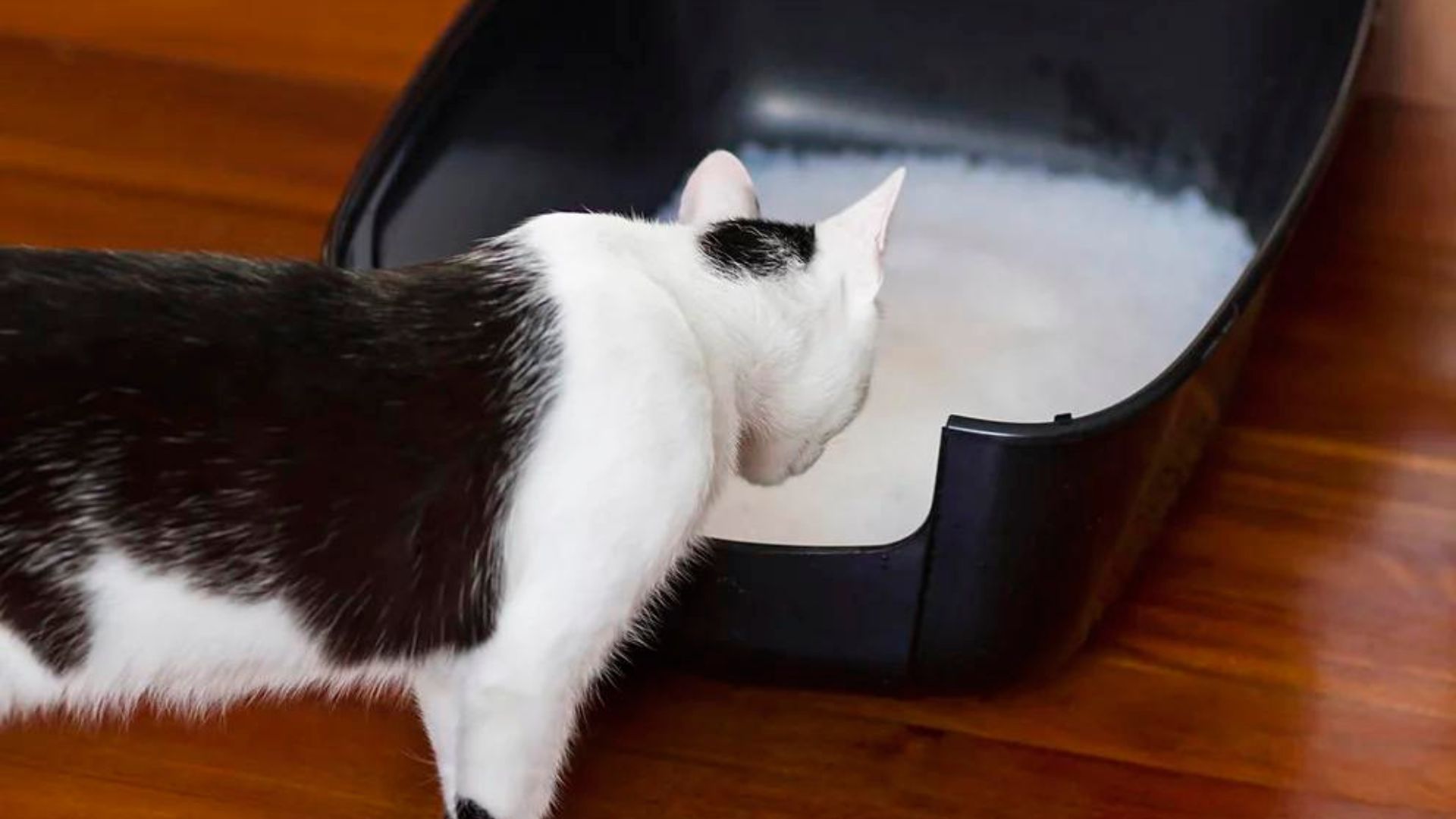 Cuatro razones por las que tu gato hace del baño fuera del arenero