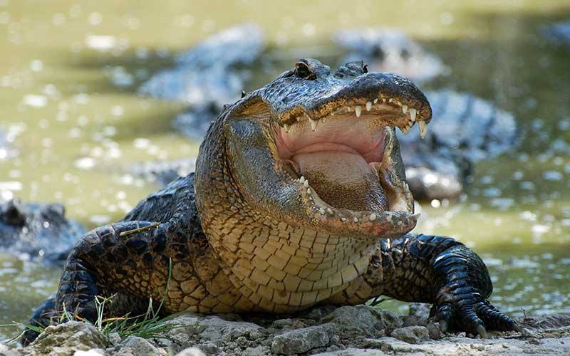 El caimán que arrastró al hombre dentro del estanque y lo mató fue sacrificado por las autoridades. 