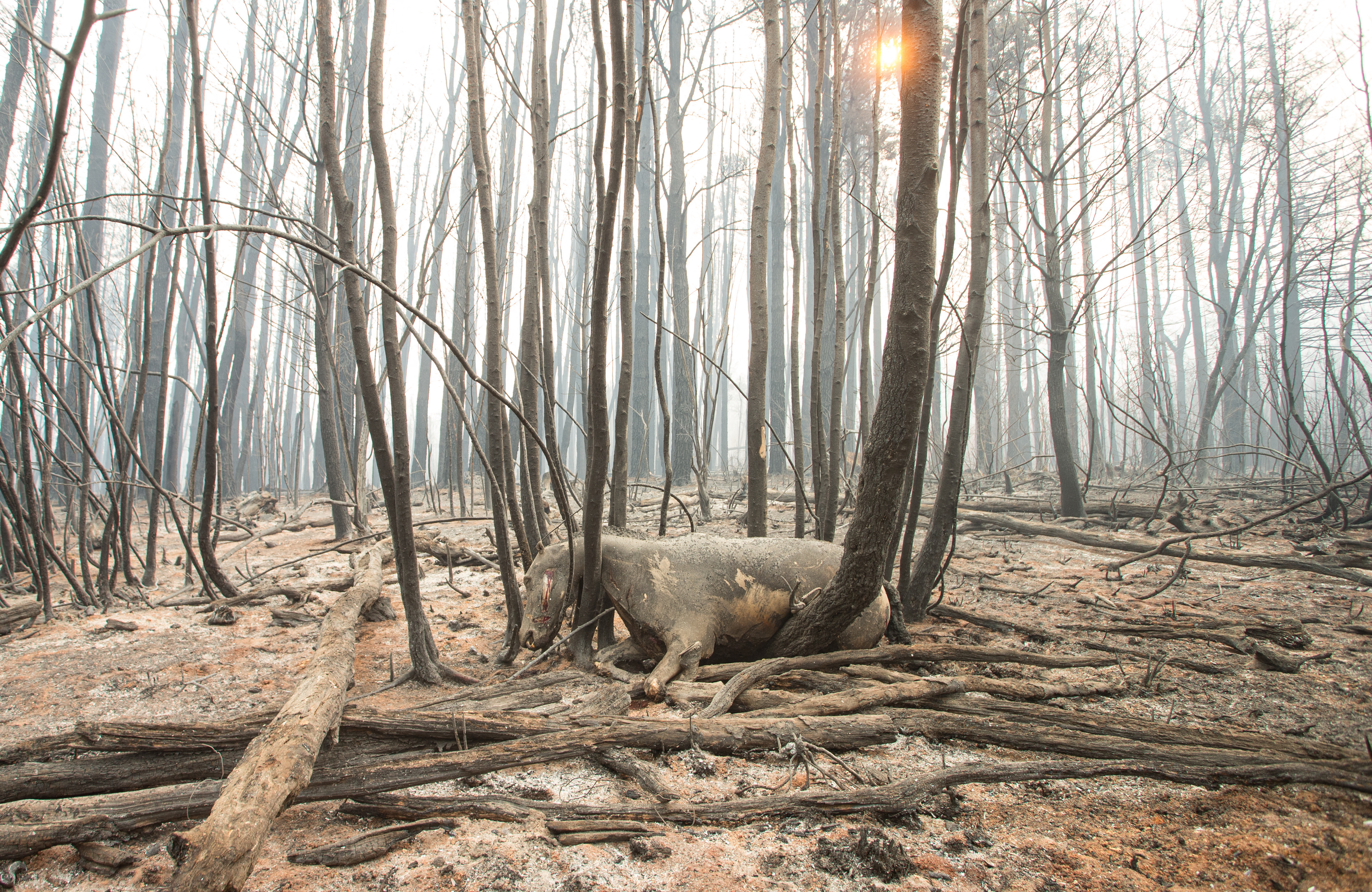 Ante inversores, el BCRA celebró la caída de la compra de dólares tras las elecciones y previó un retroceso de la inflación 