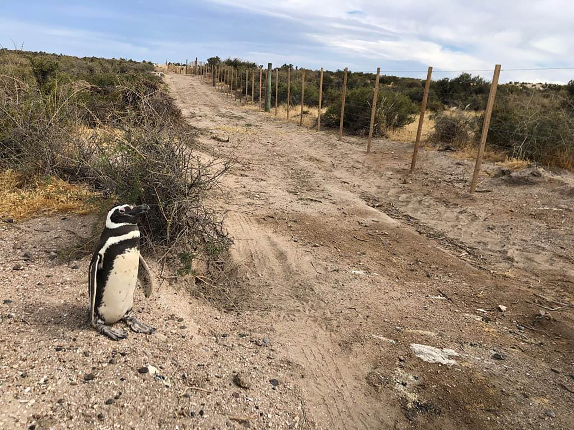 Un pingüino junto al camino que provocó la masacre y generó la discordia en Chubut (Crédito: Facebook @maru.ortiz.94)
