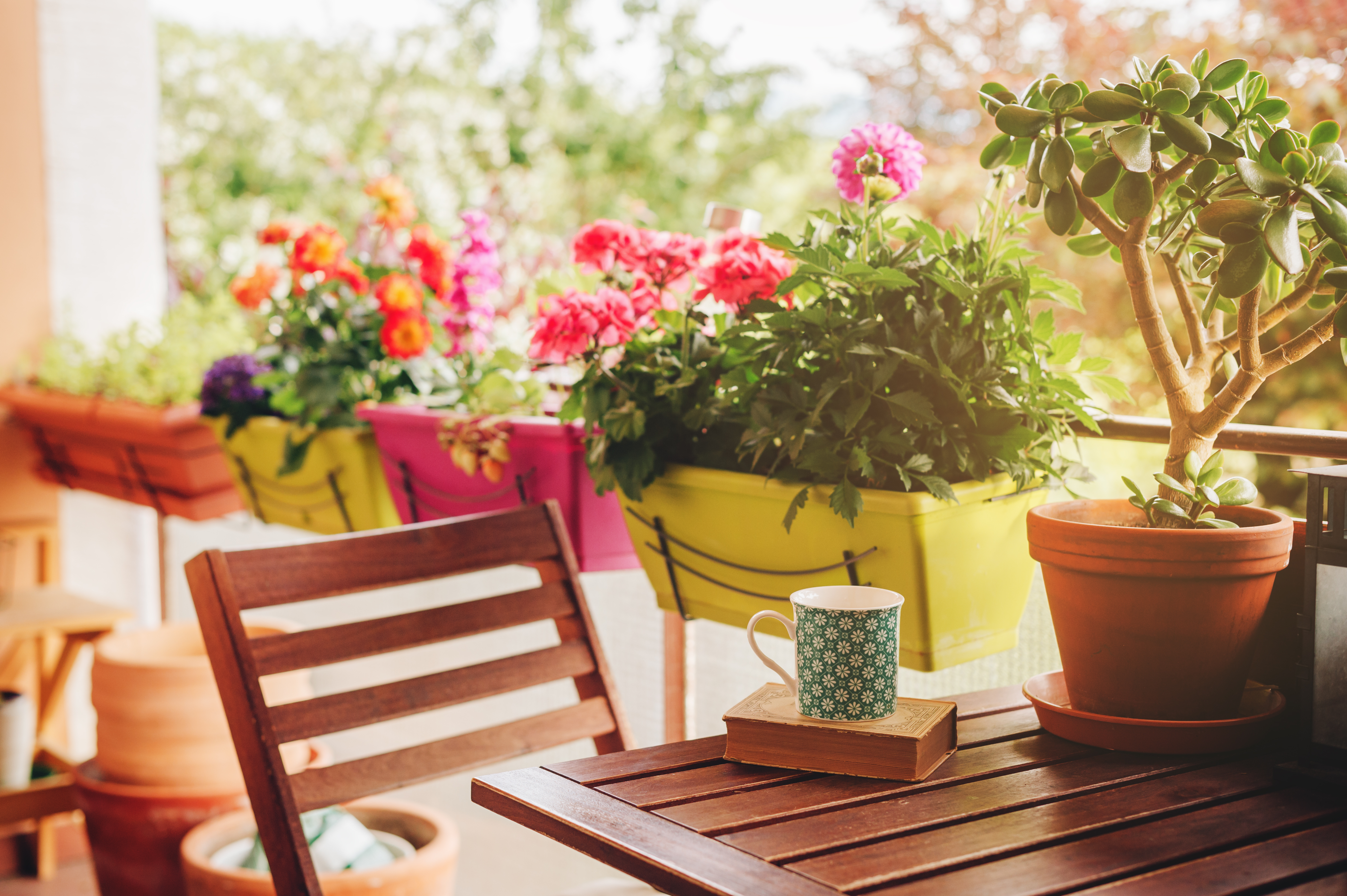 Furor por la jardinería: cuáles son las mejores plantas para el balcón -  Infobae