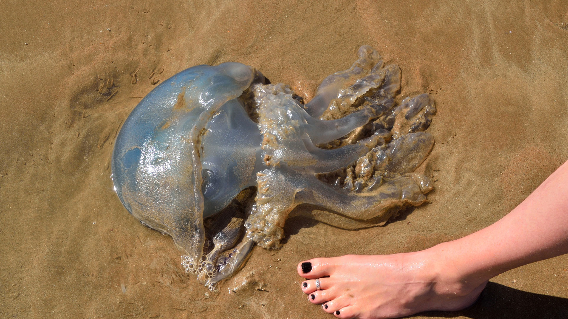 Desde Sea Life London Aquarim desaconsejan orinar sobre las picaduras de medusa