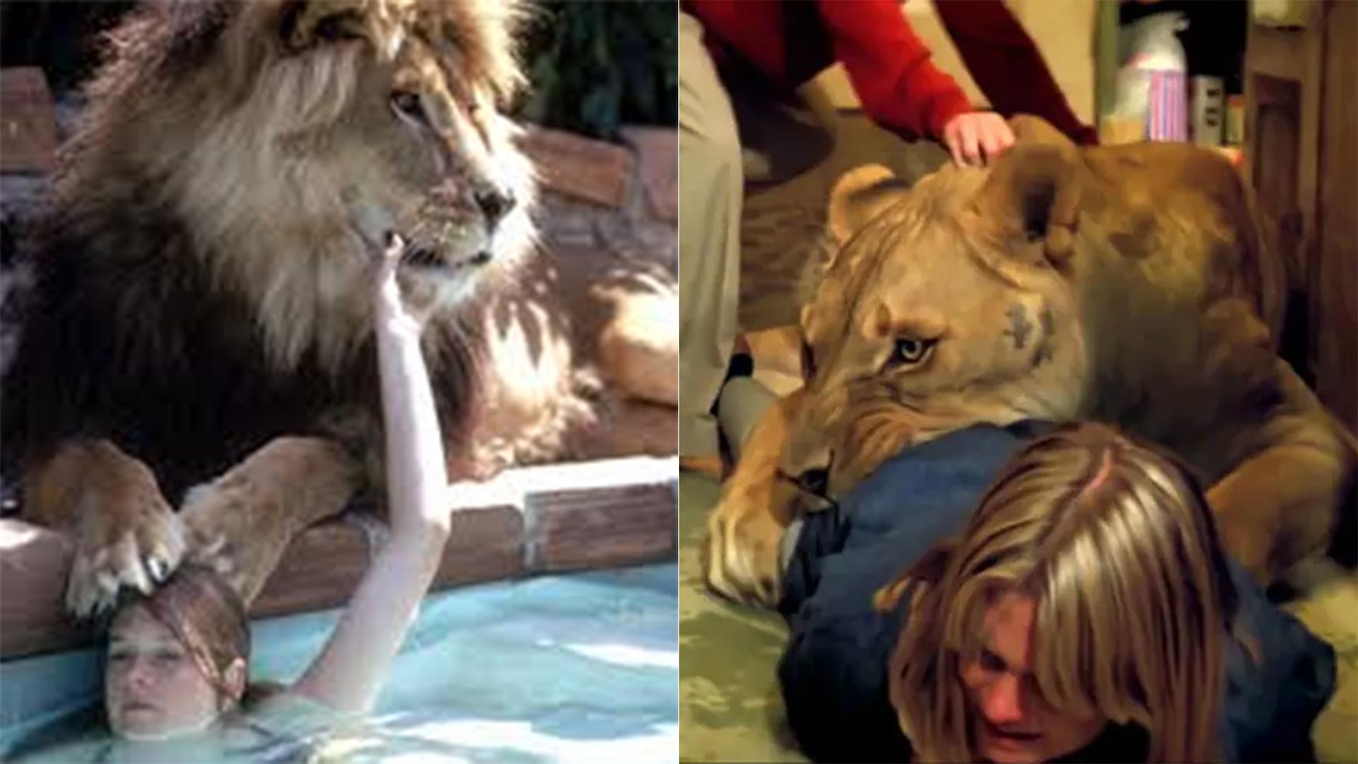 Melanie Griffith, la actriz que de niña recibió un macabro regalo y  convivió con 71 leones - Infobae
