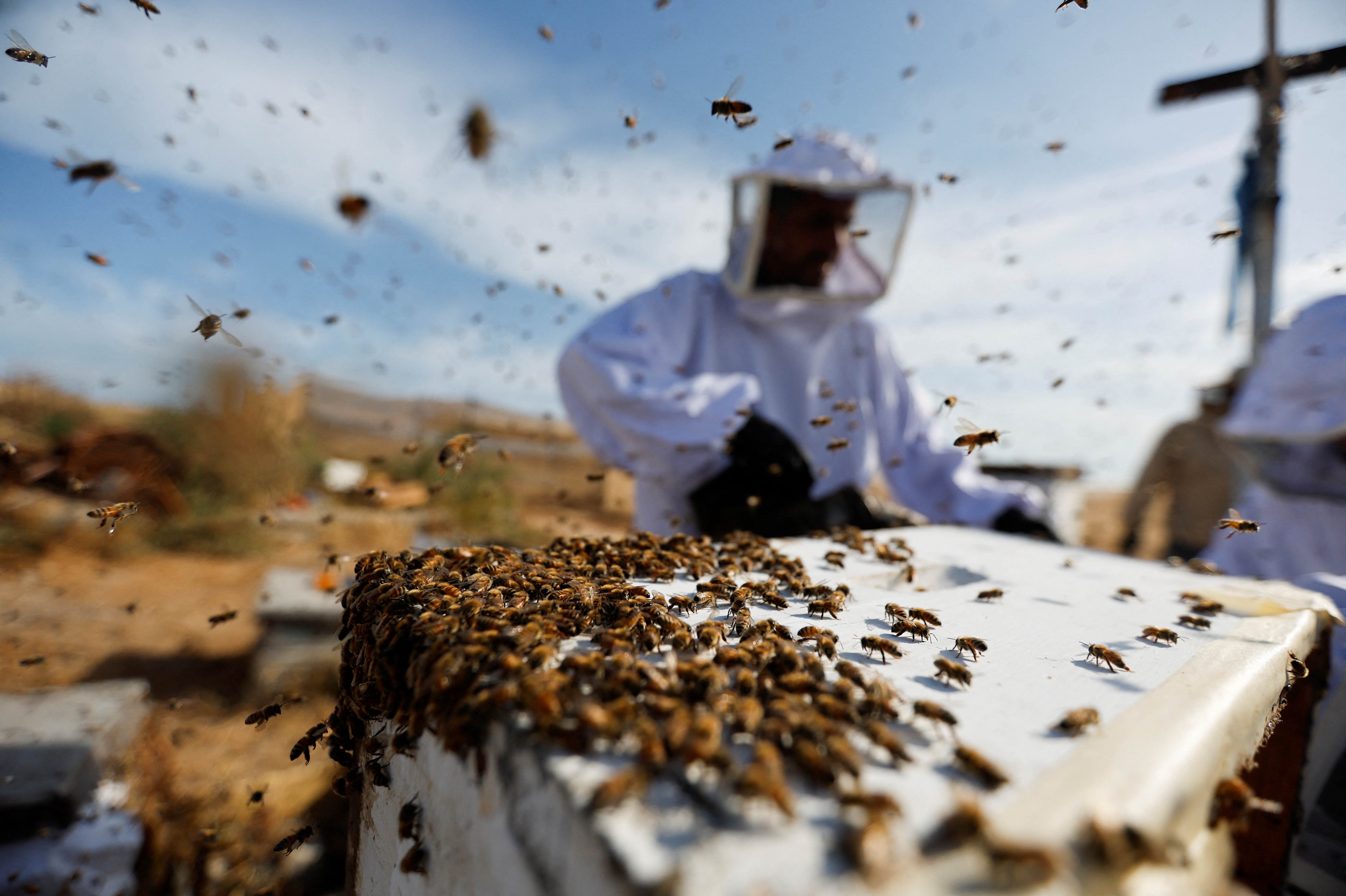 Al medir los campos eléctricos cerca de las abejas melíferas en enjambre, investigadores han descubierto que los insectos pueden producir tanta carga eléctrica atmosférica como una nube de tormenta (REUTERS)