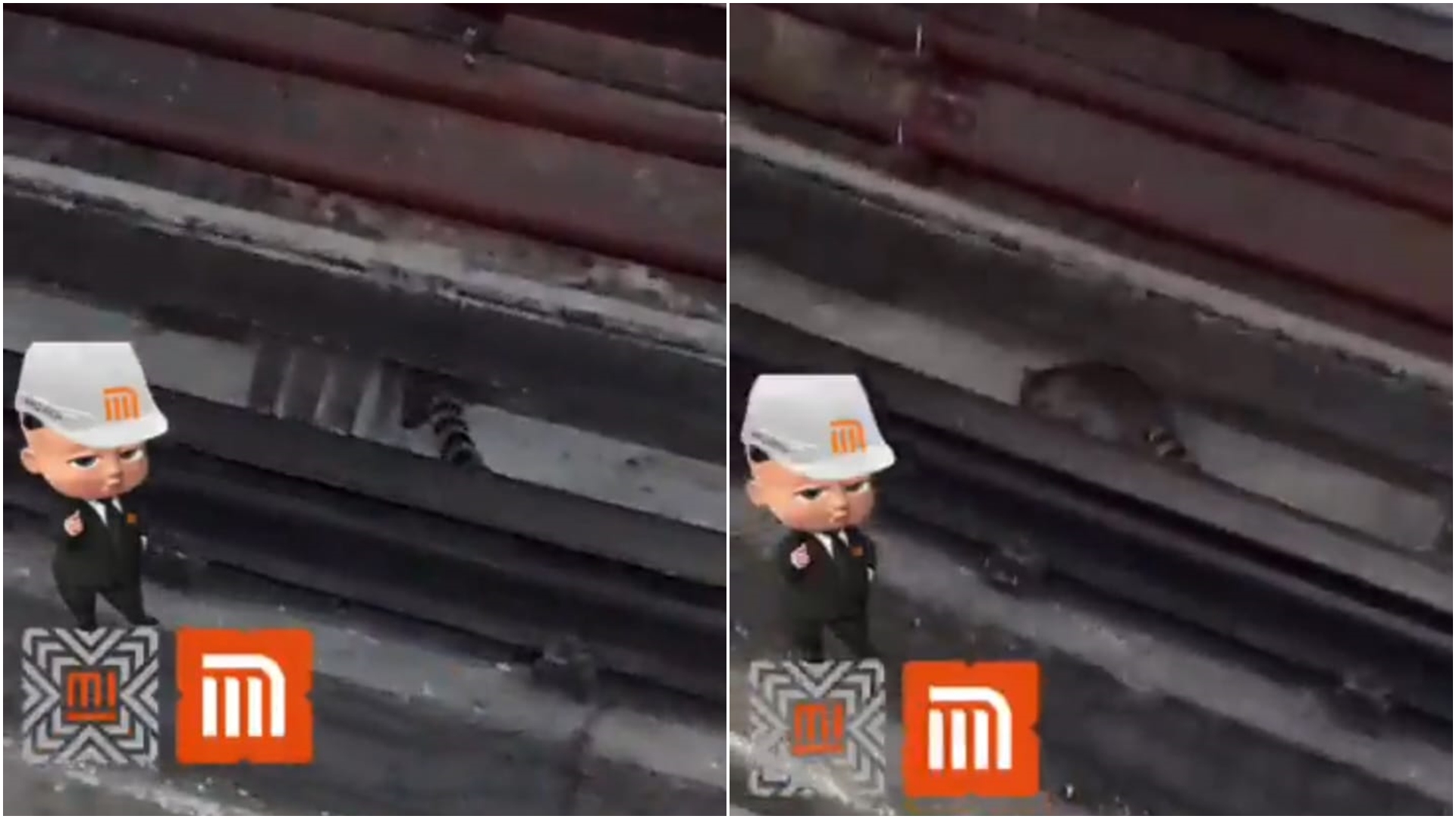Metro CDMX hoy 30 de mayo: Apareció un cacomixtle en las vías de la Línea 7 
