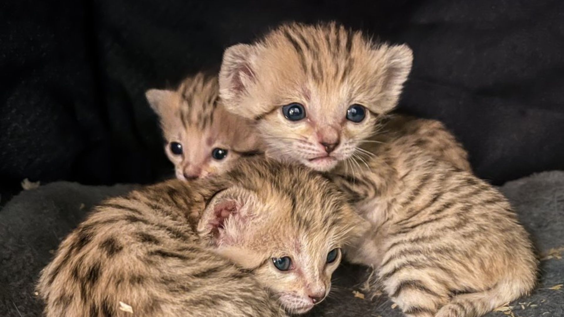 Los gatos de las arenas que se volvieron los “bebés del mes” en el Zoológico de Carolina del Norte
