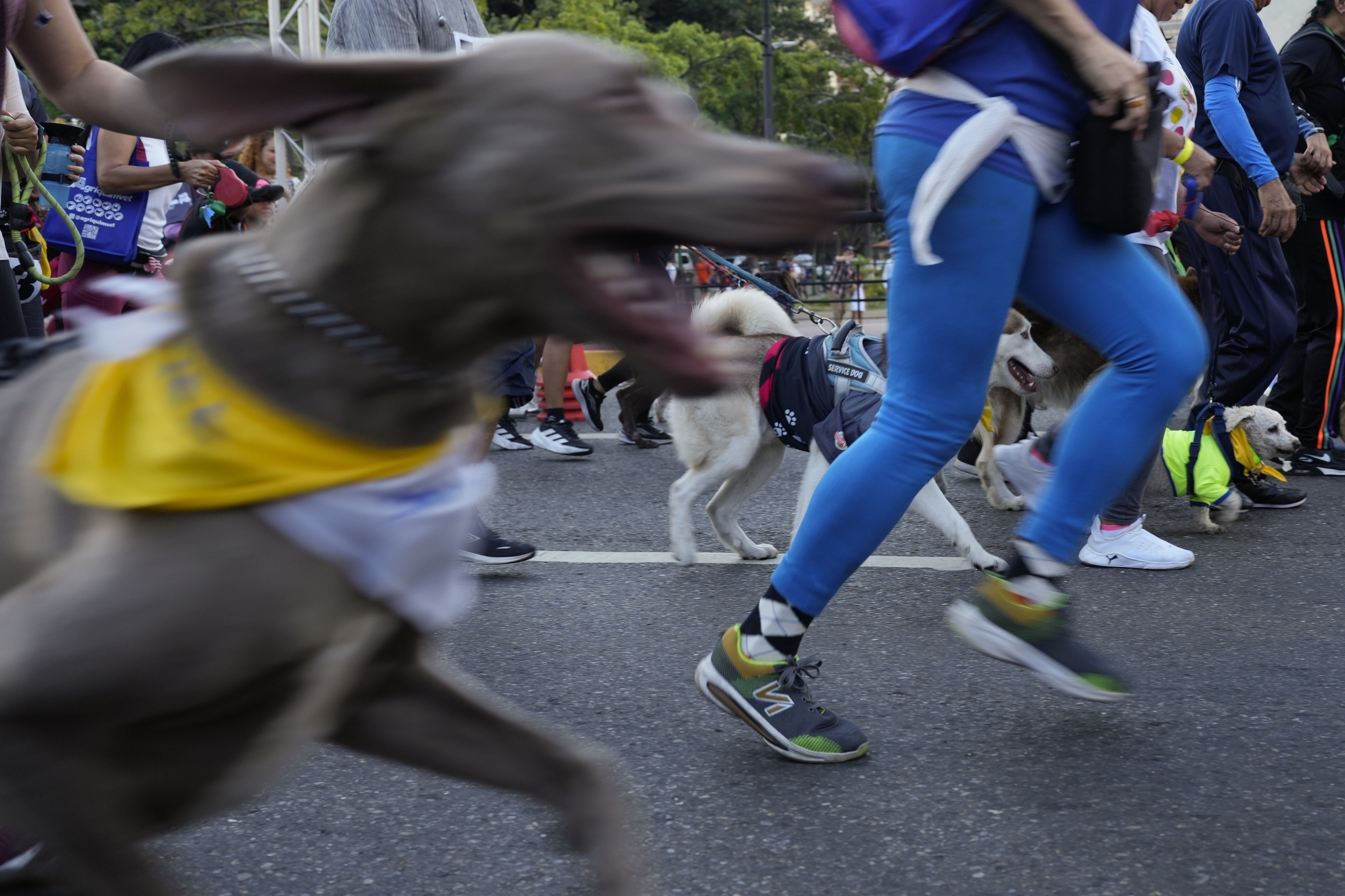 Dogs and their owners participate in the 4 km race "A race with a cause" organized by a shelter to raise funds for rescued dogs, in Caracas, Venezuela, on April 30, 2023. (AP Photo/Ariana Cubillos)